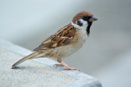 cây sparrow sparrow chim