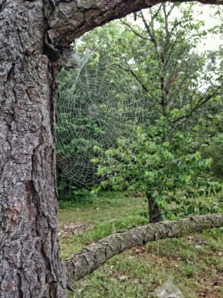 daun pohon spider web