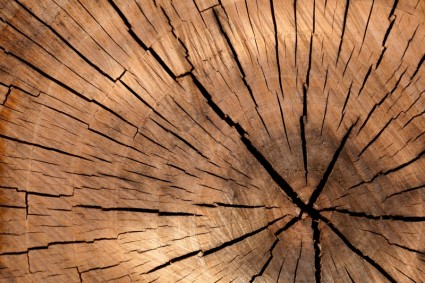 textura de tocón de árbol