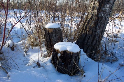 tronchi d'albero nella neve