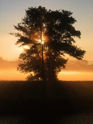 tramonto di albero bello