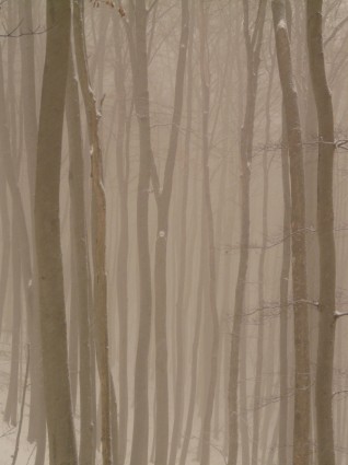 brouillard de troncs arbre arbre