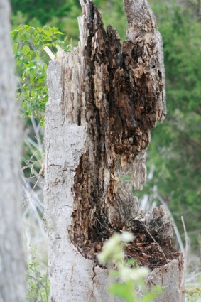 tronco de árbol