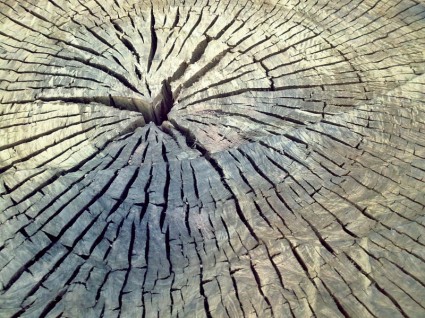 樹的樹幹木材