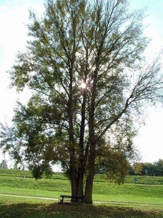 árvore com Banco
