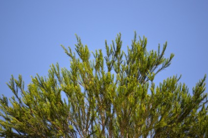 澄んだ青い空と木