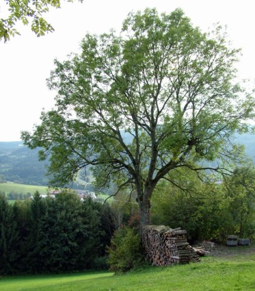 дерево с древесины свай