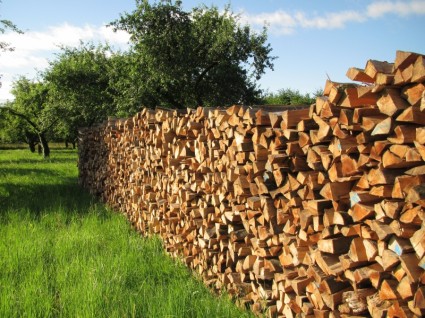 madera del árbol de leña de madera