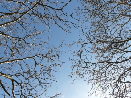 나무 미적 하늘
