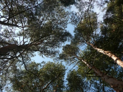 الأشجار والسماء الزرقاء.