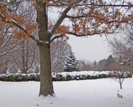 drzewa i krzewy w śniegu