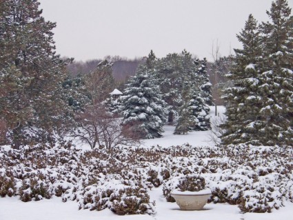 pohon-pohon dan semak-semak di salju