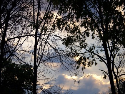 Bäume und Wolken bei Morgendämmerung