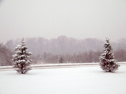 árboles y camino en la tormenta de nieve