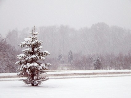 arbres et du chemin dans la tempête de neige