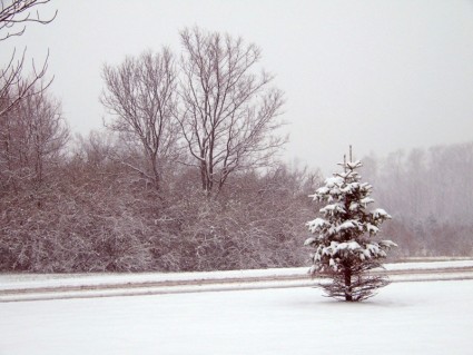 alberi e la strada nella tempesta di neve