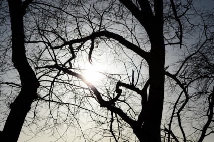 arbres et soleil couchant