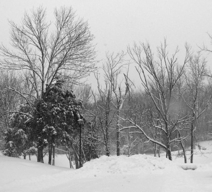 alberi e neve