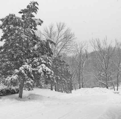 alberi e neve