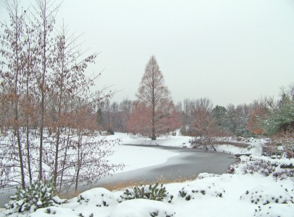 凍った池の周りの木々