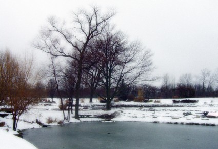 деревья рядом пруд