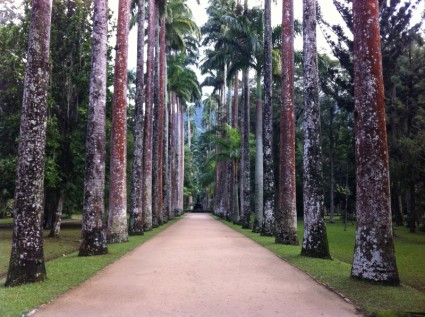 Ботанический сад Природа деревья