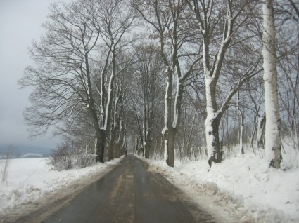 деревья у дороги
