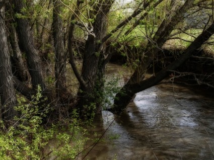 água do riacho de árvores