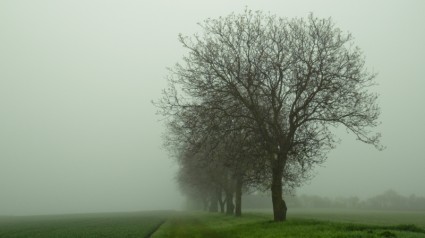 Bäume Nebel Stimmung