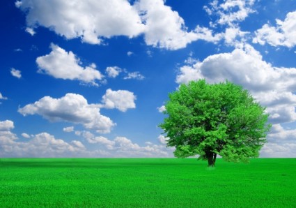 Bäume Gras, blauer Himmel und hoch-Bild