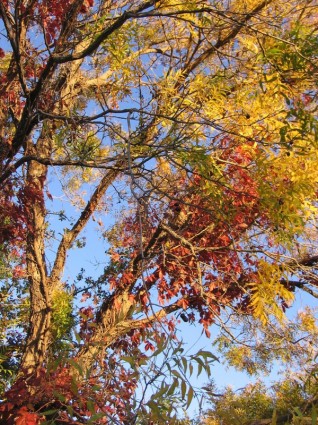 الأشجار في الخريف
