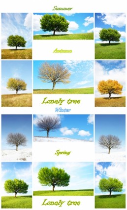 Bäume in vier Jahreszeiten hoch Bild