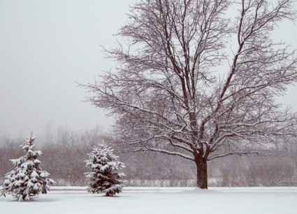 arbres dans la neige