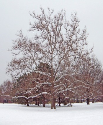 alberi nella neve