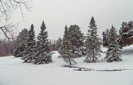 pohon-pohon di salju