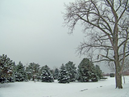الأشجار في الثلج