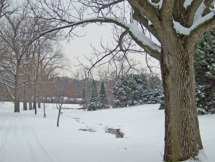 雪の中の木