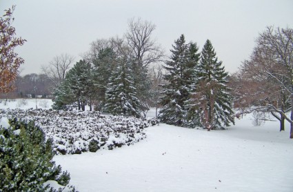 drzewa w śniegu