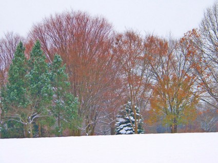 ağaçlarda kar