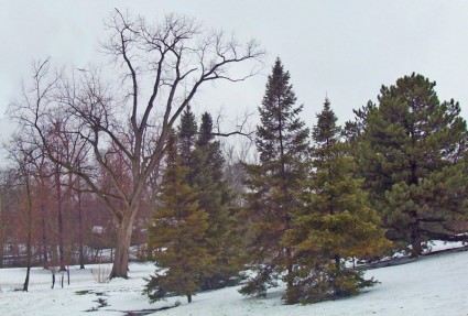 árvores na neve