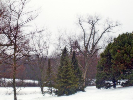 árboles en la nieve