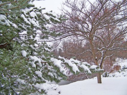 alberi nella neve