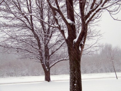 drzewa w śniegu