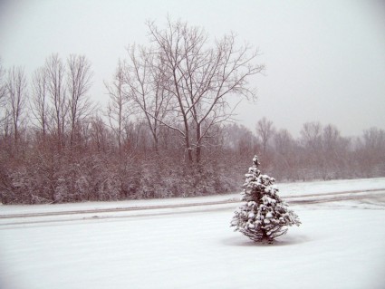 pohon-pohon di salju