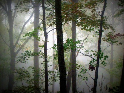 niebla de la mañana de árboles