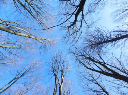 cielo de naturaleza árboles