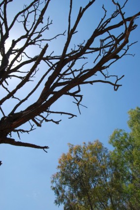 silhueta de árvores