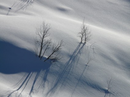 neve alberi solitari