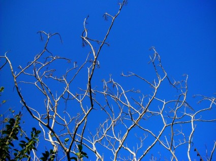 natureza de galhos de árvores