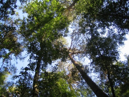 sentiero natura foresta di alberi